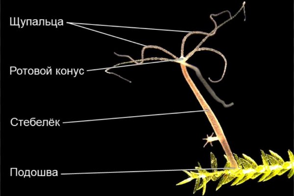 Где купить наркоты